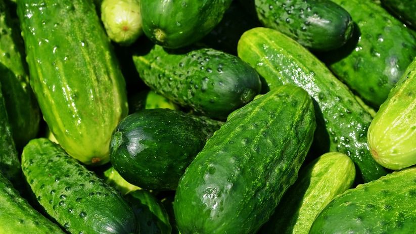 Огурцы просто "дуреют" от такой подкормки: проверенный временем рецепт – урожай как в промышленных теплицах