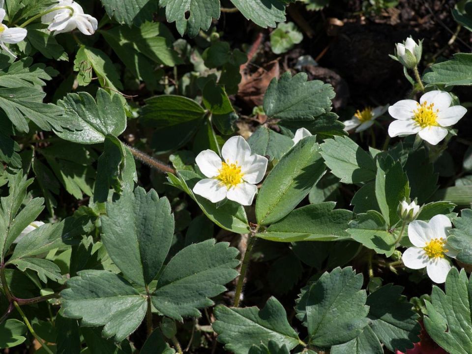 Клубника: защищаем урожай от земляничного клеща