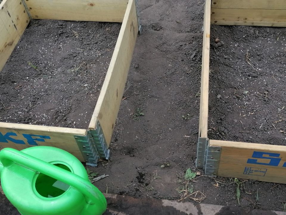 Как успешно высадить рассаду лука и сельдерея с защитой от непогоды