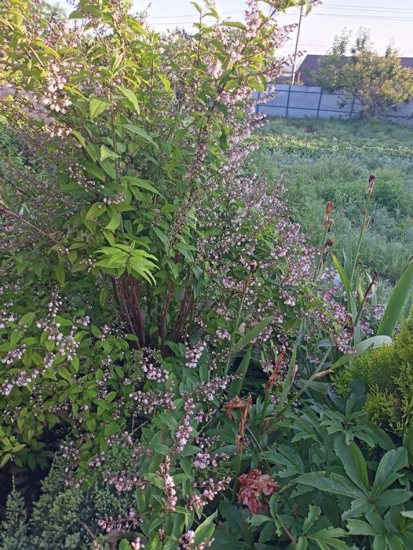 Как вести сад в засушливом климате: что выбрать из дейции, вейгелы и чубушника