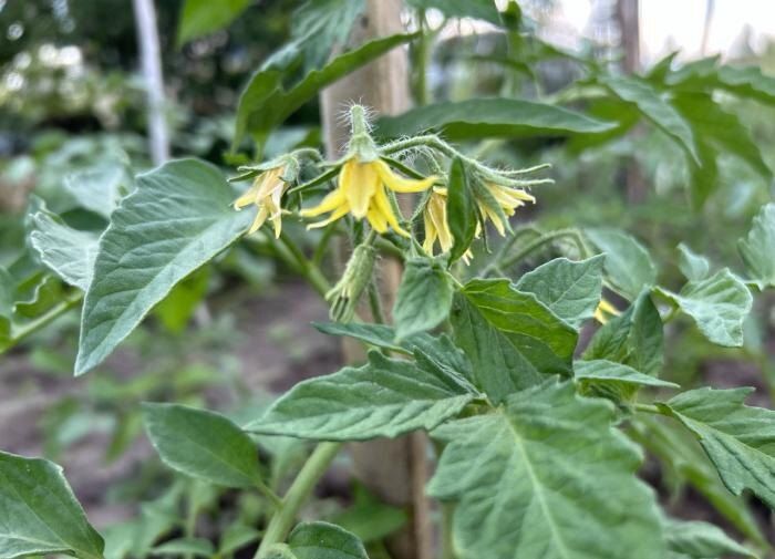 Как молоко может подарить вашему урожаю томатов второе дыхание