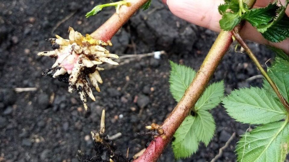 Как быстро укоренить черенки: секреты летнего роста