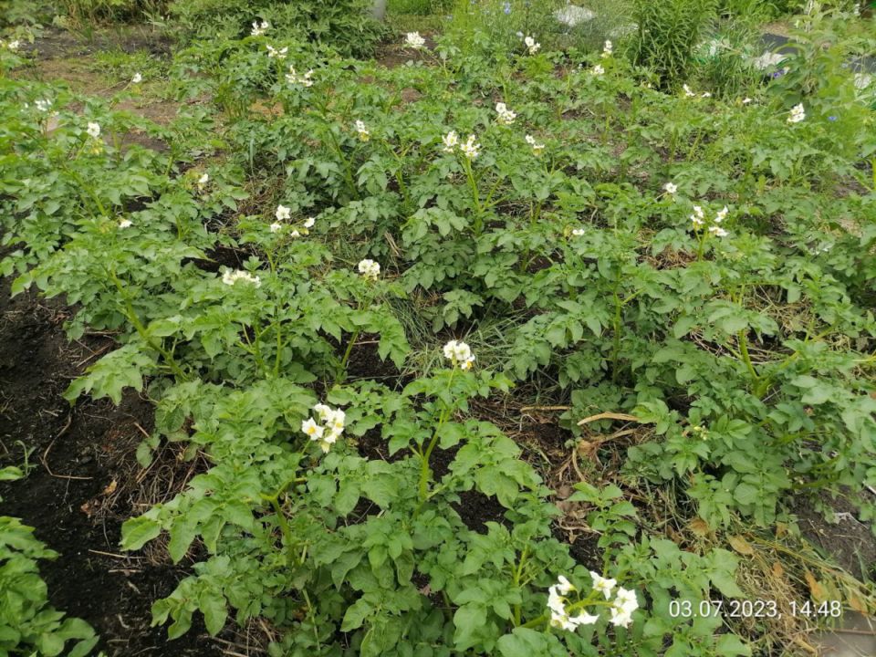 Эффективная подкормка картофеля: секреты успеха