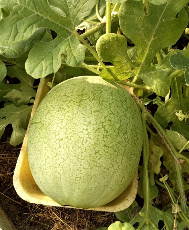 Как вырастить сладкий арбуз в теплице: секреты успешного урожая