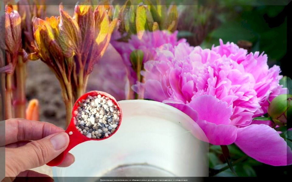 ������� ������: ��� �������� ������� �������� �� ����