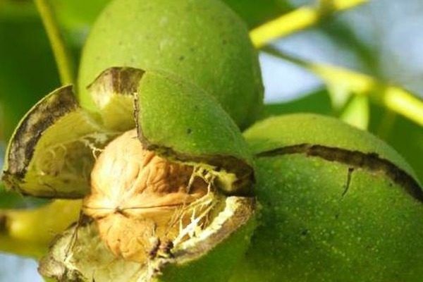 Грецкий орех Астаховский: секретный фаворит садоводов 2025 года