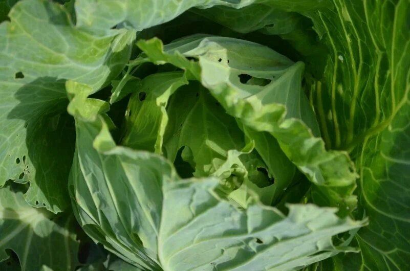 Как справиться с дырочками на капусте: причины и решения