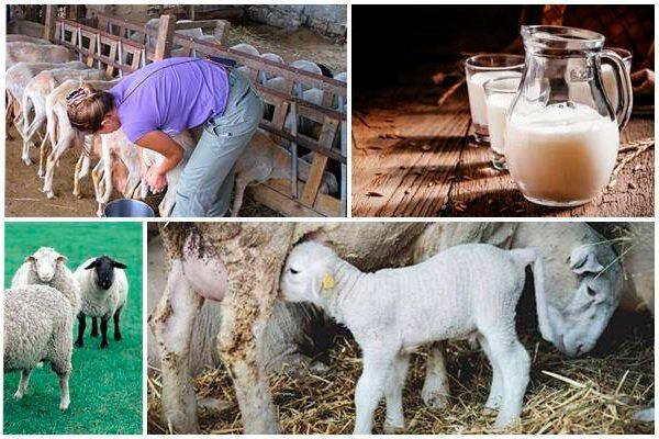 ������ ������ � ���������� �������, ������� ����� ������� ������