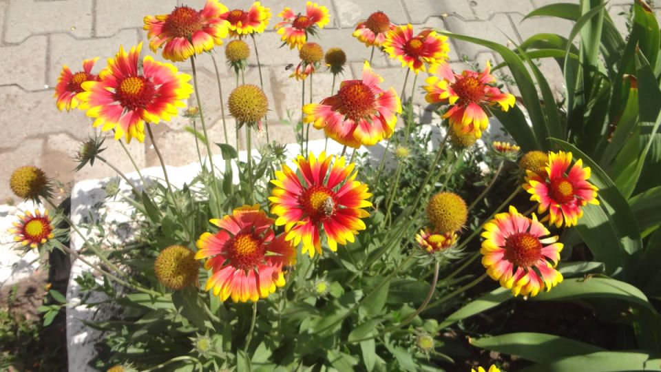 ��������� ��� �� ����: 15 ����������� �������� ��� ������� ����������