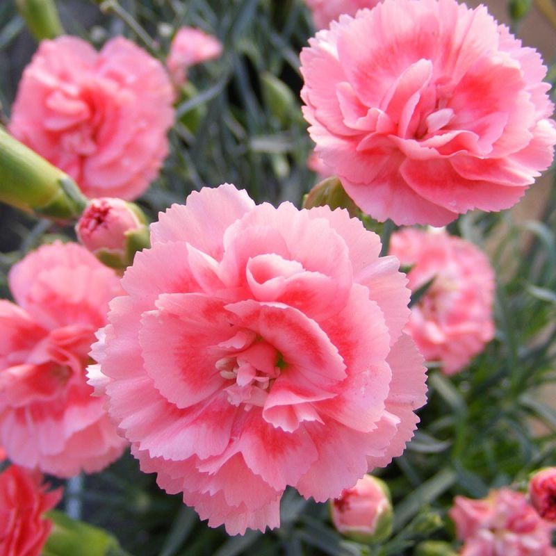 �������� ����: ��� ��������� ������ � ���������� ���������� �����