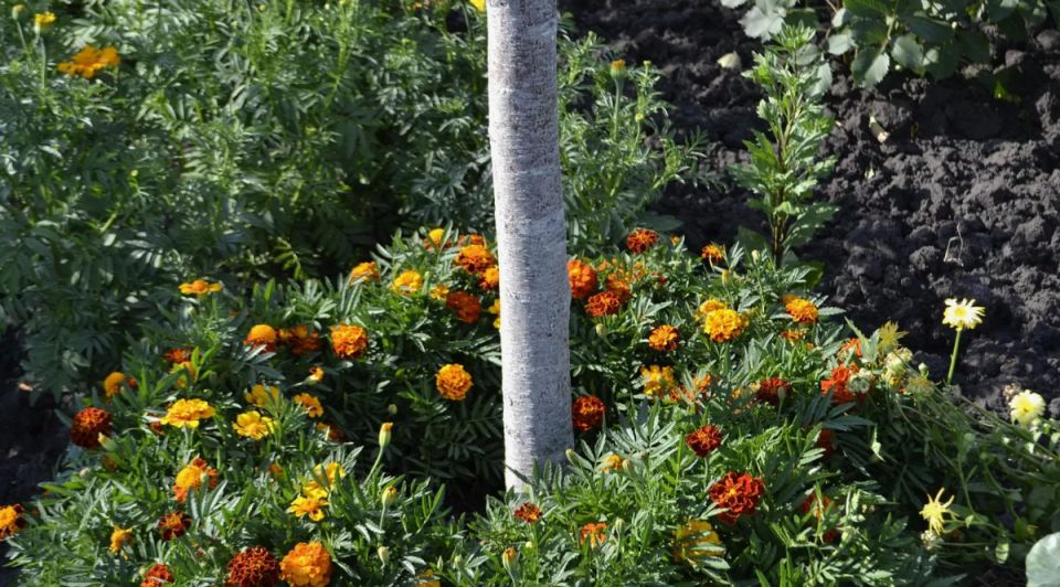 ��������: ������� ������� ���������� ��� ������ �������