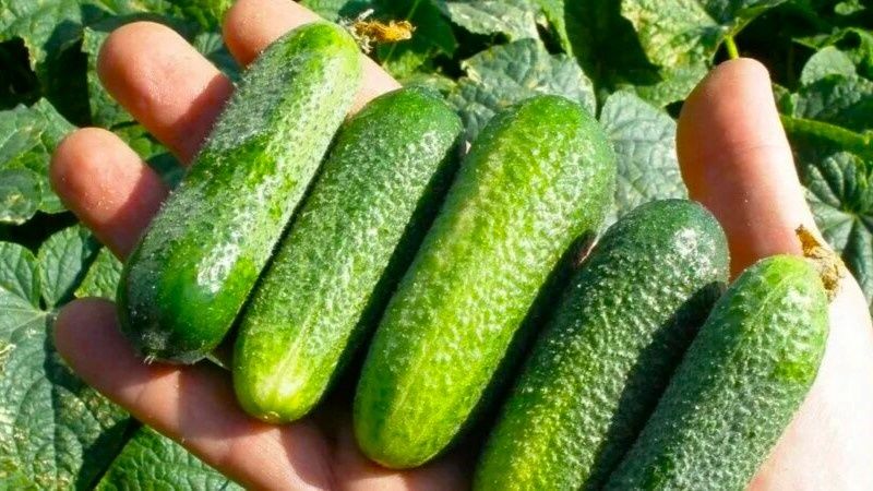 ��������� ��� 2026 ����: ��� ������� ��������������� ����� ��� ���������