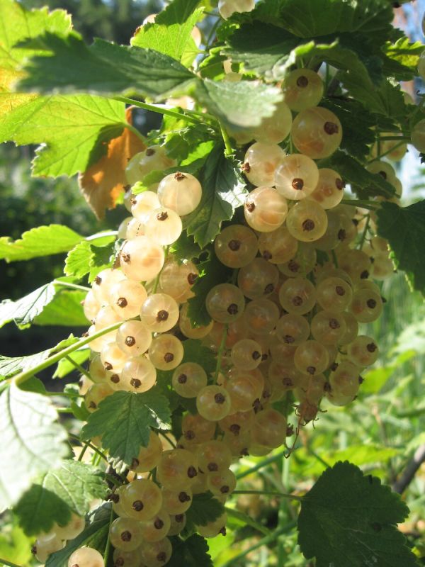 ������������ ����� ��������� � � ������������