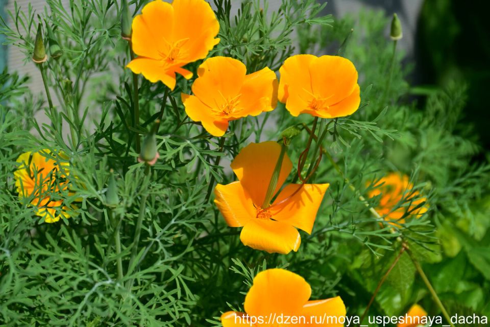 ������ �����, ������� �������� ������ ������: ��� ��������� ������ �����������