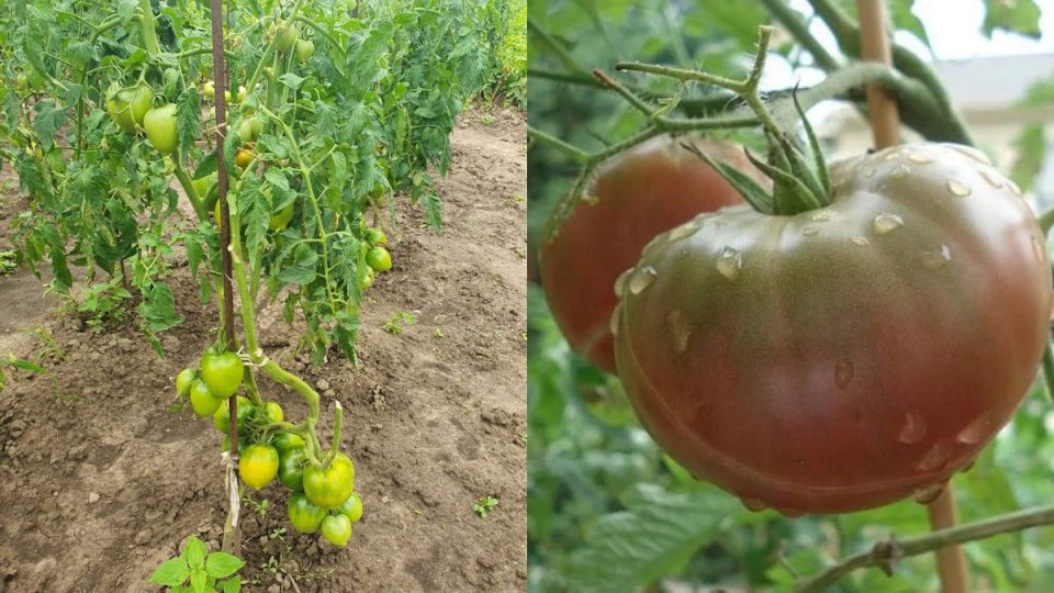 ���-7 ��������� ������ �������� �������: ������� ���� � ����������� �������