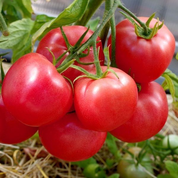 ����� ������������� ��������: ��� ��������� ������� � ������� �����