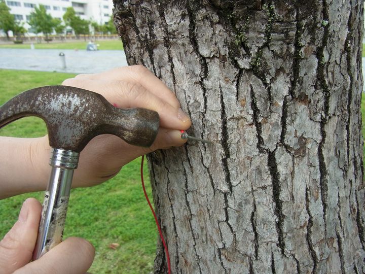 Гвозди в яблонях: мифы и реальность ухода за деревьями