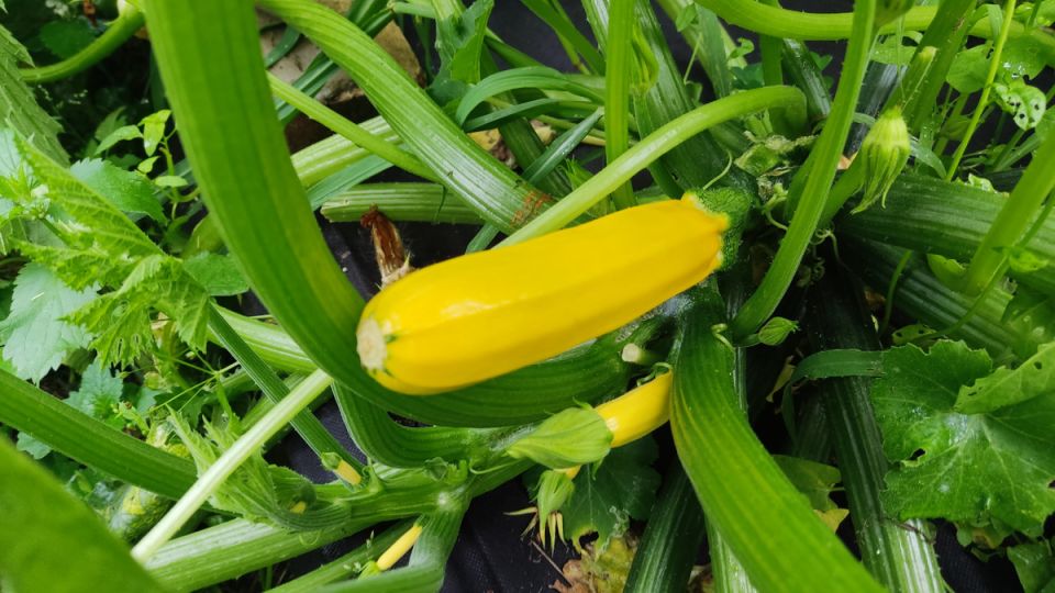 Секреты успешного выращивания кабачков на даче