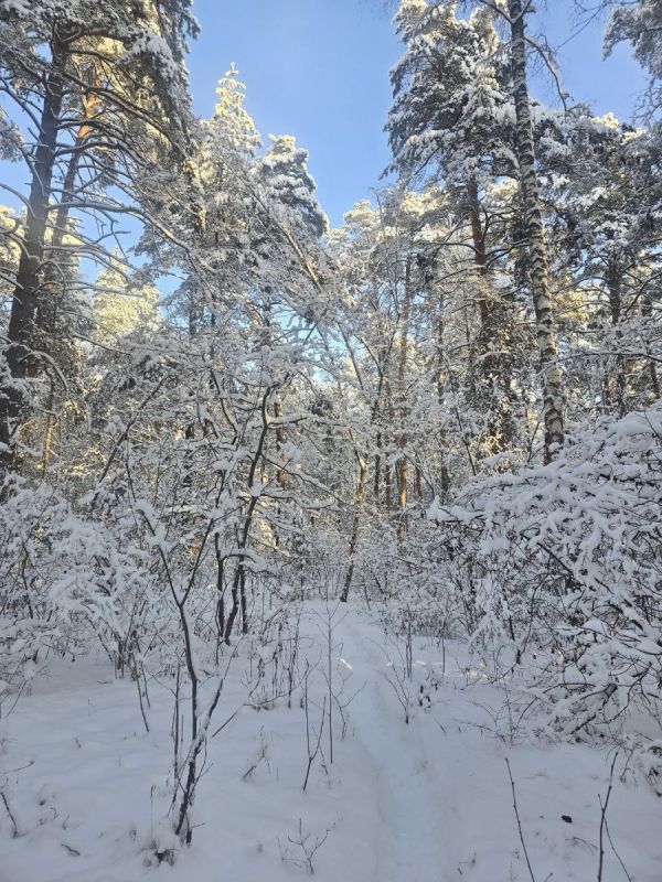 Как обнимание деревьев может изменить вашу жизнь