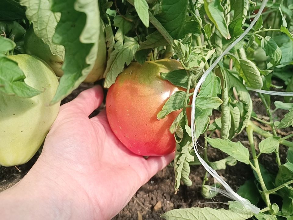 ������� ��������� ��� ������ � ������� � �������