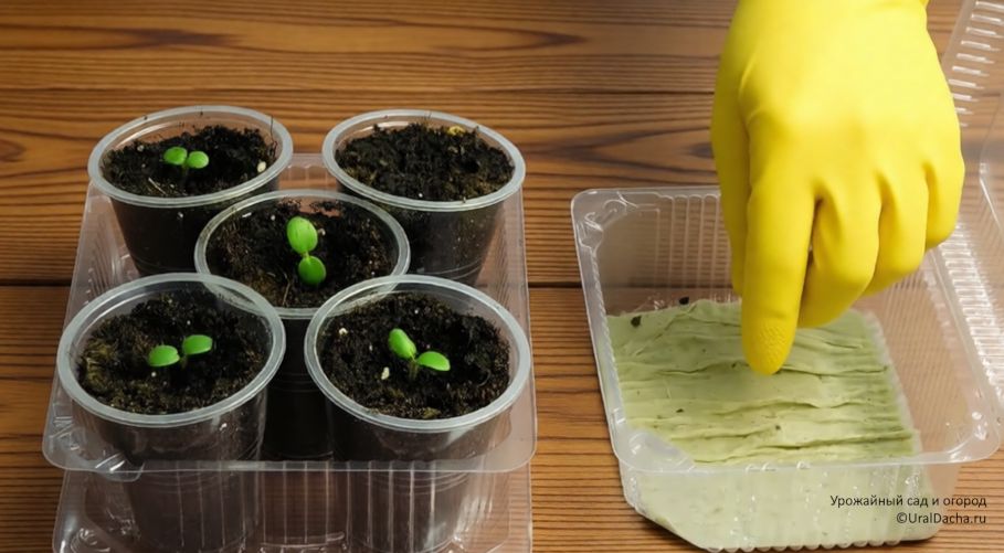 Как сеять в конце декабря и январе чтобы получить ранний цветник