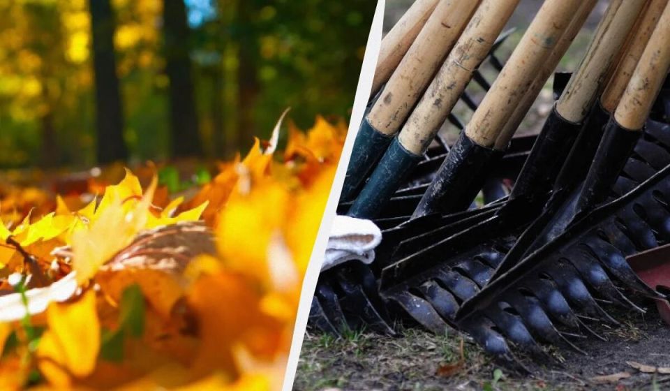 �������� ������ �� �������: ��� ������� ������ �������� ������� � ����