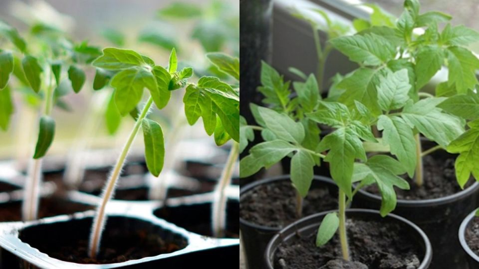 Как за 5 дней укрепить вытянутую рассаду томатов без химии и лишних затрат