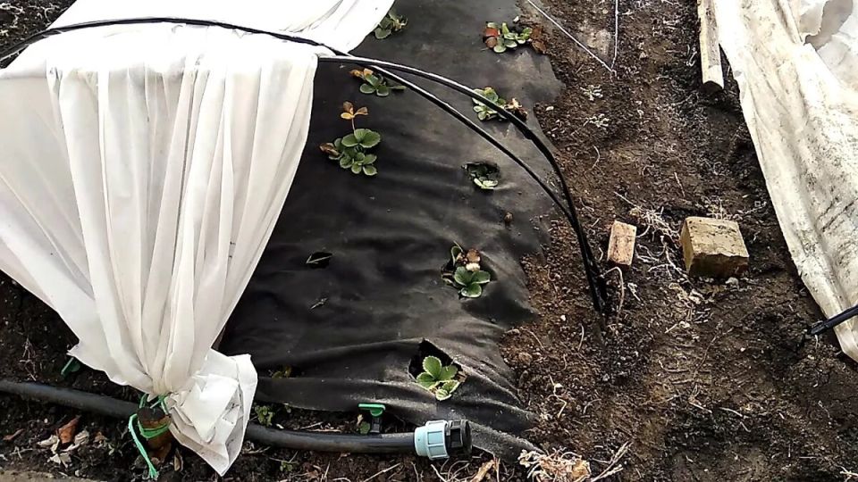 ��� ������ �������� �� ���� �� �������� ������ � ���������� �����������