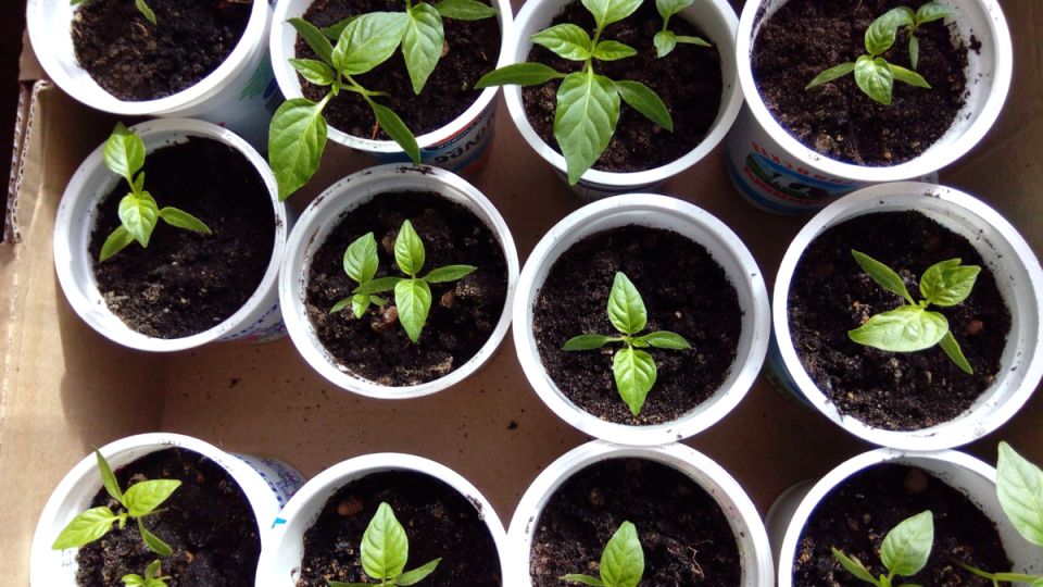Как вырастить крепкую рассаду перца в 2026 году по неизменным шагам