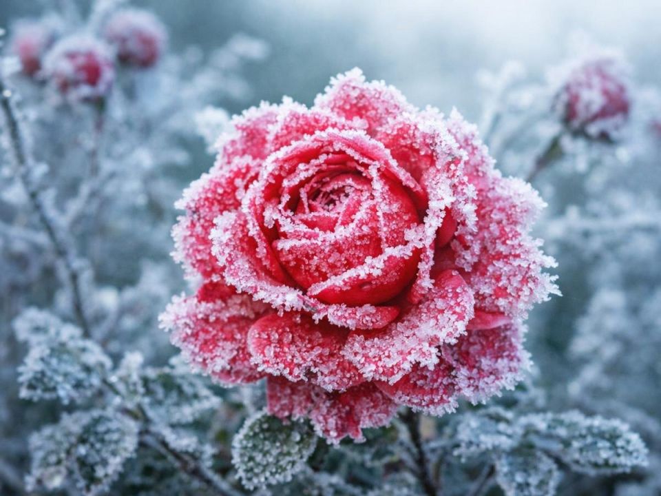 Осеннее удаление увядших цветов: как выбрать баланс между красотой и зимней стойкостью