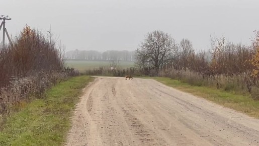 Симпатичная лисичка встретилась на вологодских дорогах неутомимому путешественнику Александру Павлову