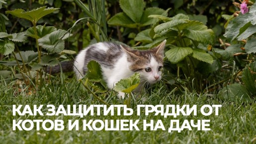 Как защитить свои грядки от непрошенных пушистиков: простые и эффективные методы