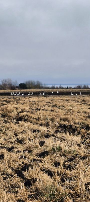 Стаю перелётных лебедей заметили в деревне Тимофеево Вологодского округа