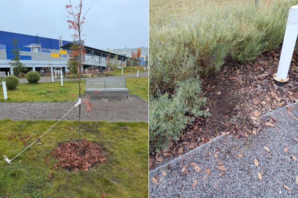 В Череповце вандалы повредили молодые деревья и похитили кусты