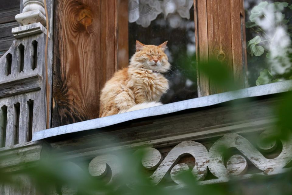 Днём по области +5° +7°, небольшой дождь