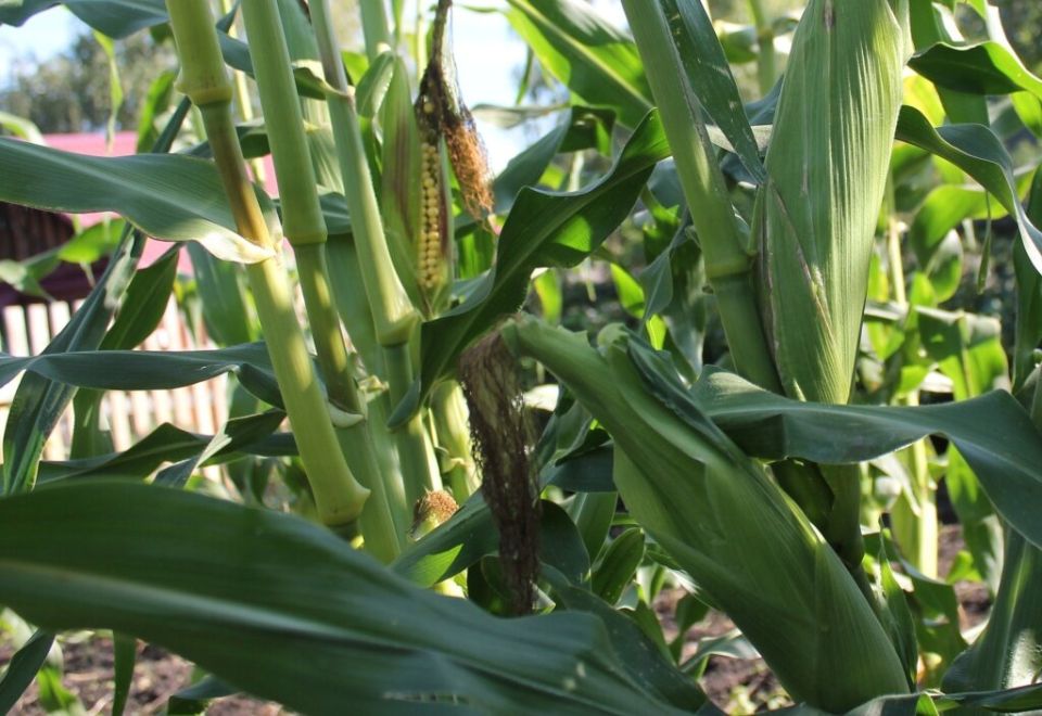 Кукурузные поля под угрозой: как защитить урожай от вредителей и болезней