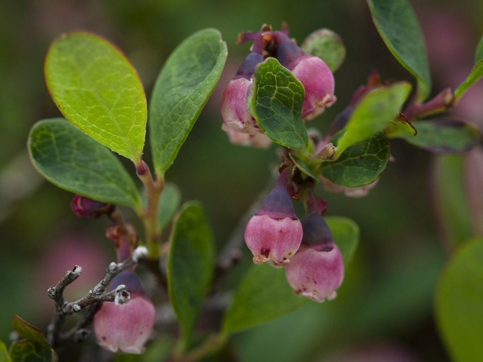 Идеальное время для посадки голубики и жимолости: советы садоводов