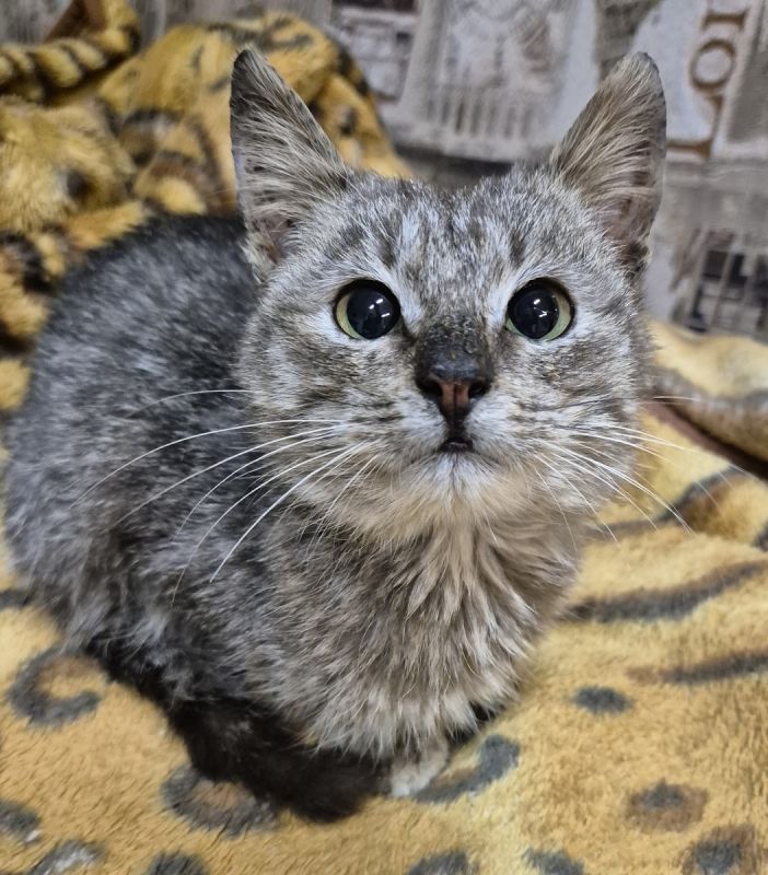 Новый год начался с неожиданной находки: котенок из сугроба