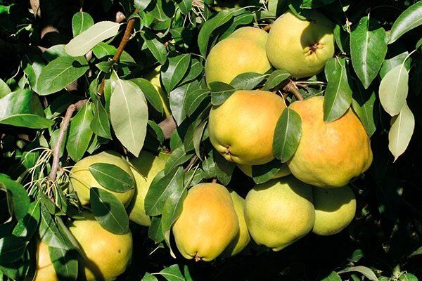 Груша Деведжи: сладкий секрет, который покоряет сердца садоводов