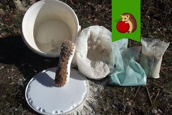 Как сделать побелку деревьев более эффективной: советы садоводов