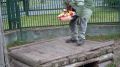 Просто утро понедельника, просто видео о том, чем любят полакомиться медведи в нашем любимом «Зоосаде в вотчине Деда Мороза»