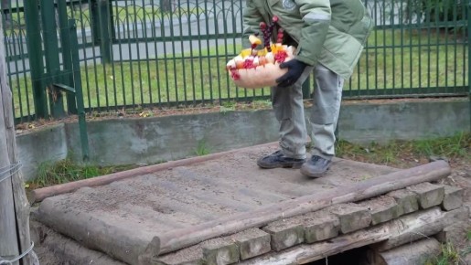 Просто утро понедельника, просто видео о том, чем любят полакомиться медведи в нашем любимом «Зоосаде в вотчине Деда Мороза»