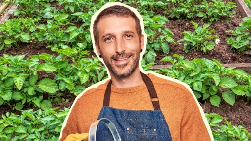 Соберете невиданный урожай картофеля: вот что нужно посадить к нему в лунку