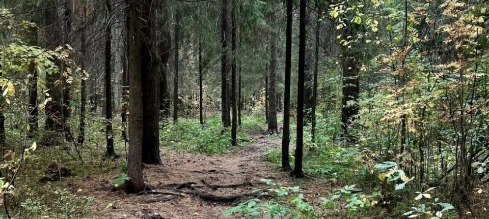 Пожилой мужчина погиб в лесу в Сокольском округе