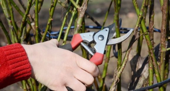 Как зимнее хранение черенков роз приведет к ошеломляющему успеху: секреты садоводов