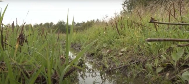 Бобров, выдр и норок посчитают в Вологодской области