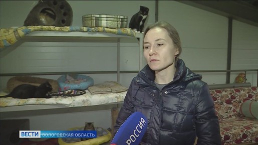 Дом для животных: зоозащитники «Велеса» приглашают вологжан для волонтёрской деятельности