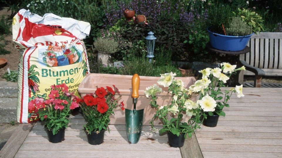 От вредителей в покупном грунте избавитесь в один миг: вот как обеззаразить землю