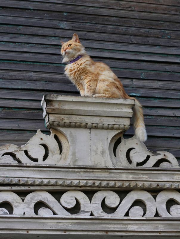 Днём +3° +8°, небольшой дождь