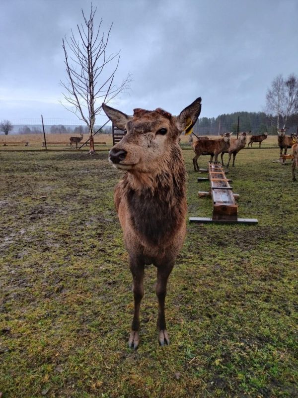 ВЕСТИ35.РФ готовят для вас интереснейший материал из чудесной Фермы на Маркуше в деревне Заречье Тарногского округа